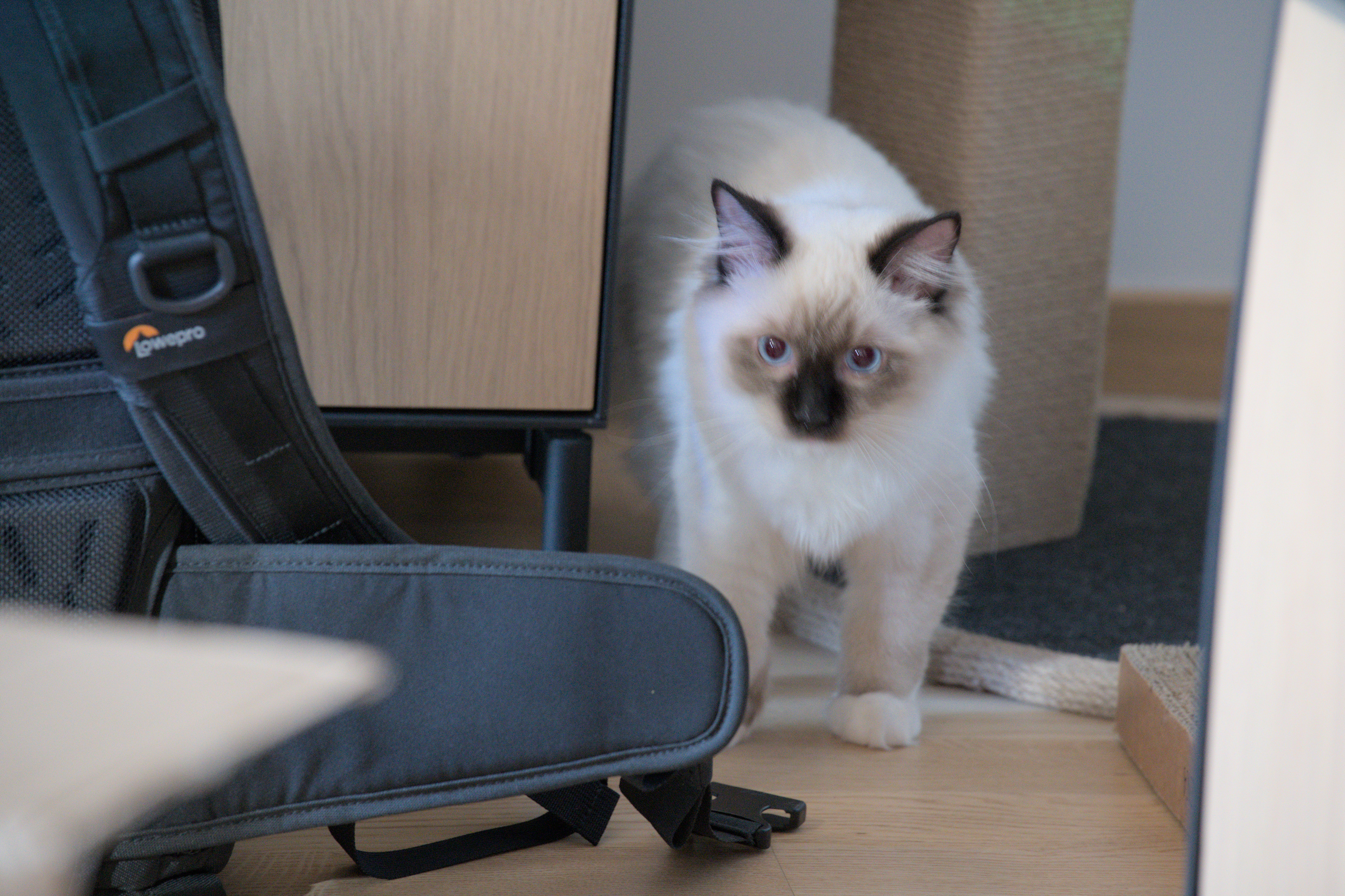 2025/10/12 - cats/DSC_0033.jpg